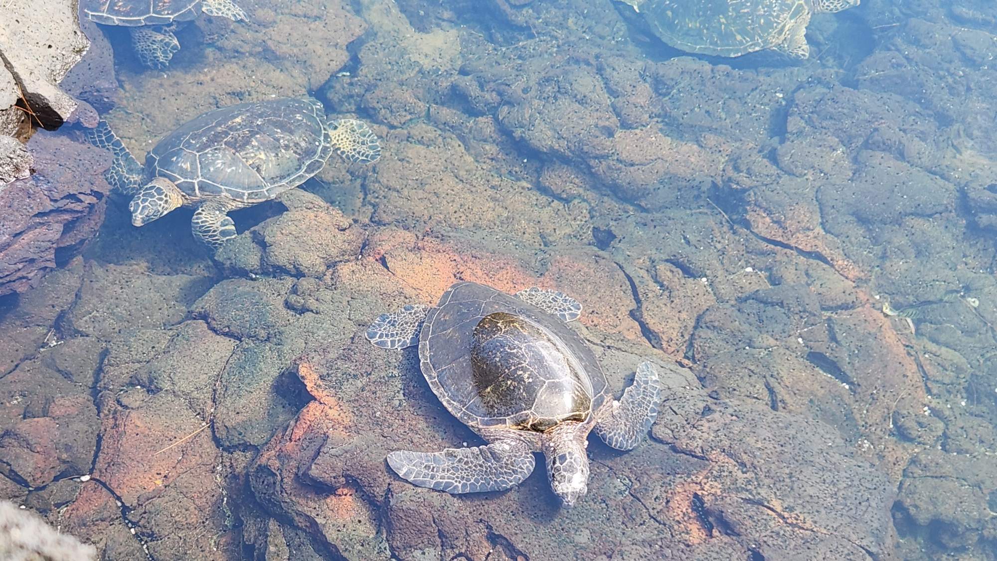 Hawaiian green sea turtles resting on lava rock in clear, shallow water, seen from above
