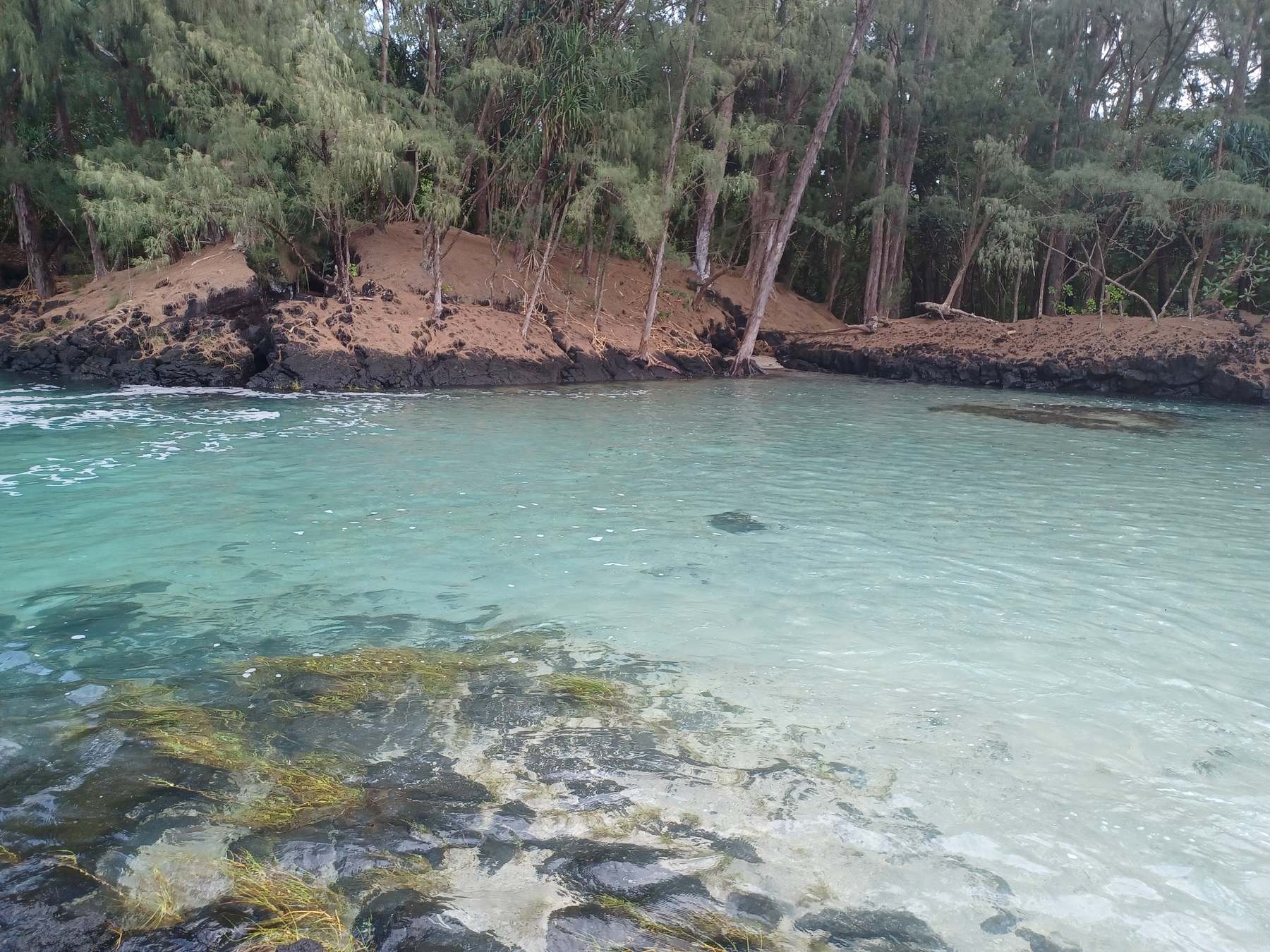 Turquoise lagoon edged with black lava rock and ironwood trees