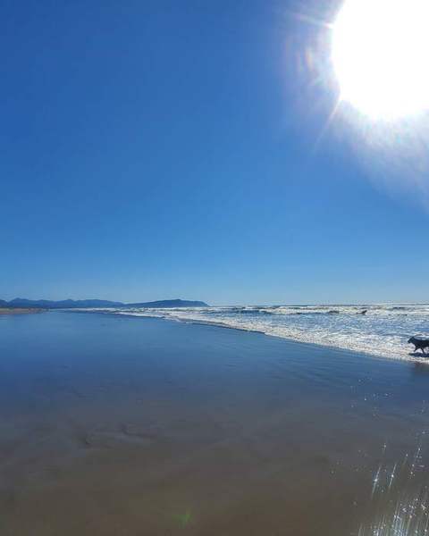 A dog running along a sunlit beach at low tide
