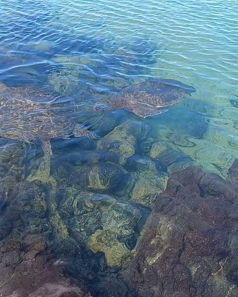 Clear shallow water over brown lava stones