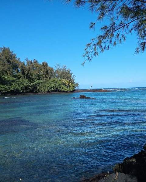 A blue bay framed by ironwood branches